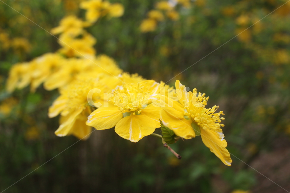 plant,식물,꽃,flower,yellow,식물,자연,plants,nature,꽃,flower
