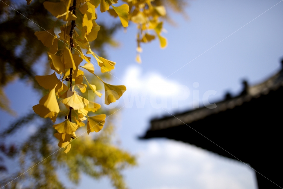 단풍,은행,은행나무,감성,한옥,문화재,명륜당,가을,계절,fall,autumn,season,한국전통,한국문화,korean traditional,korean culture,식물,자연,plants,nature,leaf,잎,plant