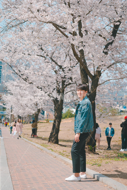 남자,인물,벚꽃,봄,man,봄,계절,spring,season,사람,인물,인간,human,person,남성,남자,man,male,plant,식물,blossom,꽃,flower