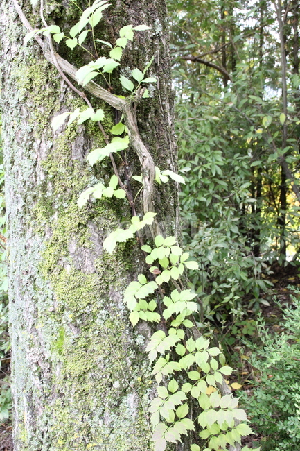 plant,식물,나무,나뭇잎,나무잎,줄기,잎,나무가지,산,공원,이끼,녹색,초록,식물,자연,plants,nature,나무,trees,wood