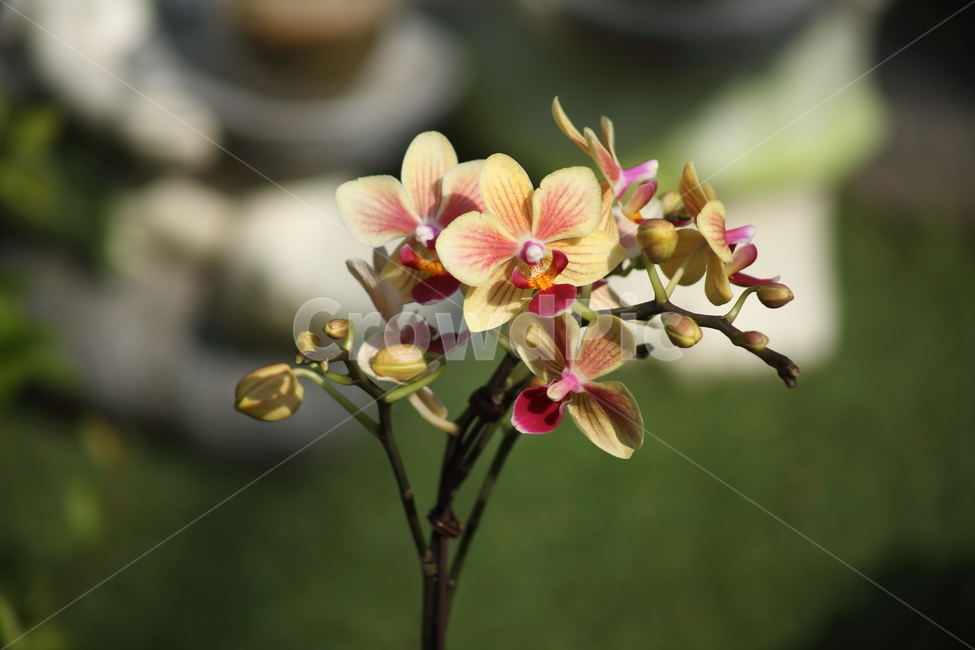 호접란,팔레놉시스,꽃,식물,phaelenopsis,식물,자연,plants,nature,꽃,flower