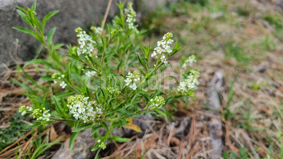 꽃,flower,봄,봄꽃,들꽃,야생화,plant,식물,blossom