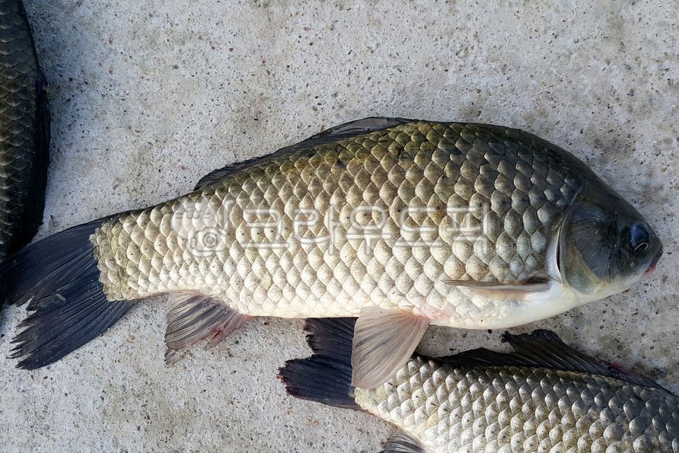 animal,동물,fish,물고기,붕어,참붕어
