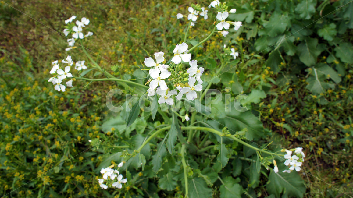 무꽃,무우꽃,하얀꽃,풀꽃,들꽃,흰꽃,plant,식물,flower,꽃,초록색,green,텃밭,하얀,풀