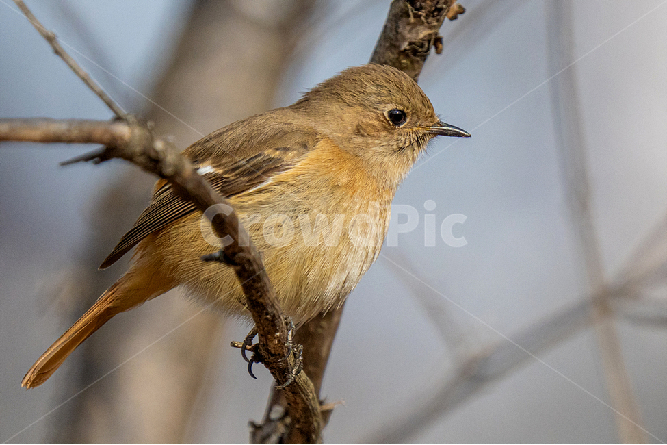 조류,새,딱새,자연,참새목,동물,animal,조류,새,birds