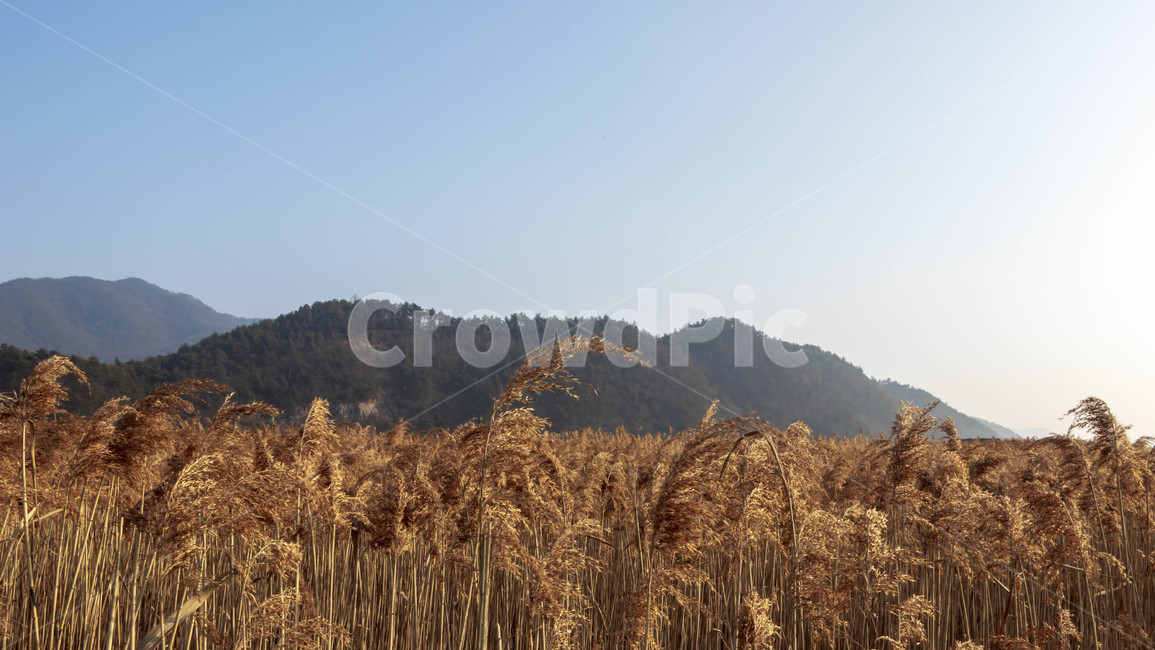 순천만습지,갈대,풍경,갈대밭,산