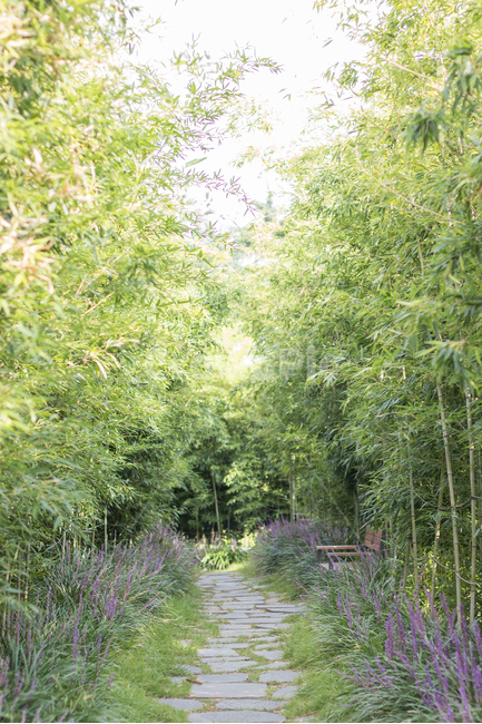 대나무길,맥문동,나뭇길,자연,풍경,자연,풍경,nature,landscape