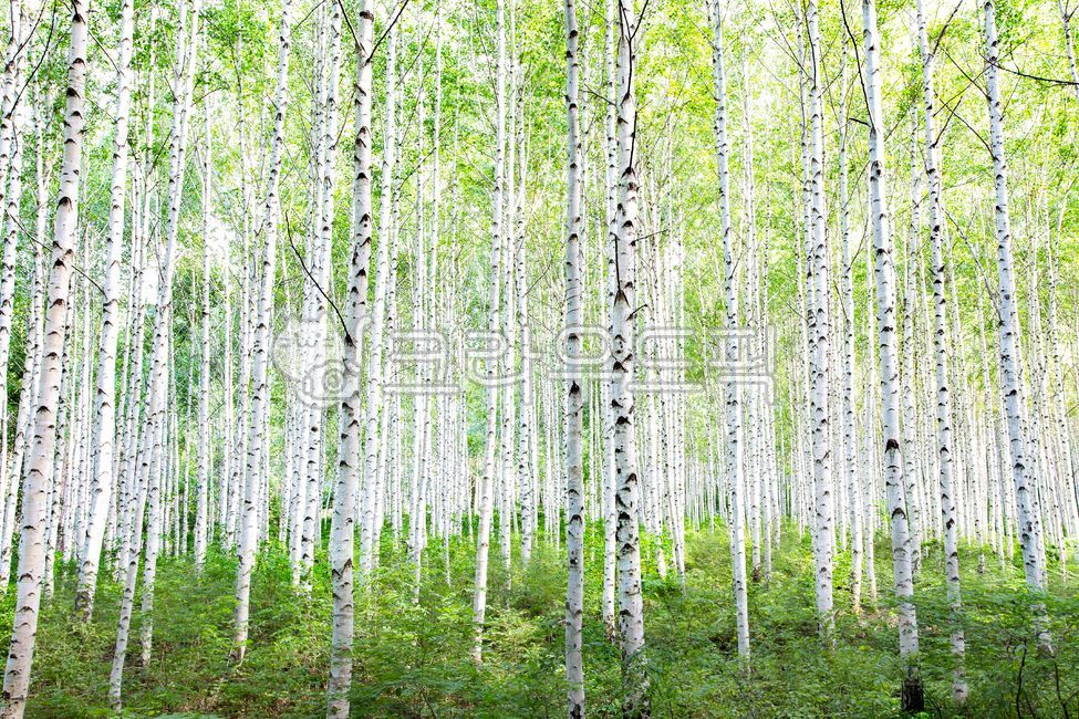 자연,풍경,자작나무,나무숲,자작나무숲,녹색,녹음,여름,숲,산,인제,원대리,강원도,tree,나무,plant,식물,birchttree,outdoor,forest,woods,자연,풍경,nature,landscape