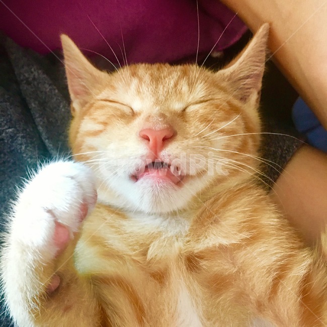 고양이,코숏,치즈코숏,코리아숏헤어,새끼고양이,아깽이,캣초딩,애기고양이,cat,반려묘,반려동물,동물,새끼,아기,애기,animal,동물,animal,포유류,mammal,고양이,cat,kitten,kitty