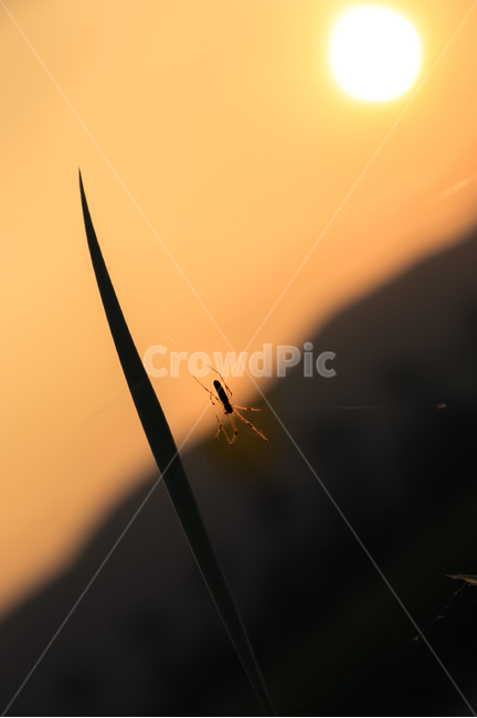 식물,노을,거미,자연,plant,sunset,spider,nature,일광욕,sunbath,생태계,ecosystem,상생,동물,animal,곤충,벌레,insect,bug,실루엣,그림자,silhouette,shadow