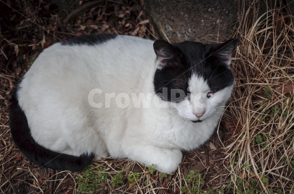 고양이,cat,동물,animal,포유류,mammal,길고양이,얼룩고양이