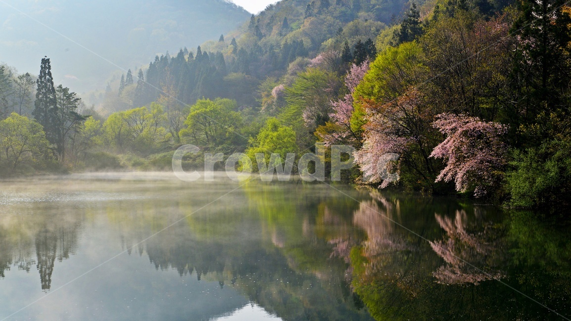 전남,화순,세량지,세량제,저수지,벚꽃,산벚꽃,봄,계절,반영,여명,아침,plant,식물,tree,나무,fir,전나무,nature,자연,outdoors,옥외,water,물,물안개,날씨,한국자연풍경,한국자연경관,korea nature landscape