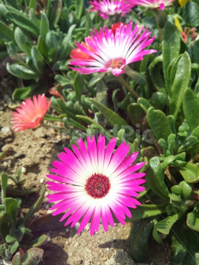 spring,color of nature,life on the roadside,flower,Spring at the National Cemetery