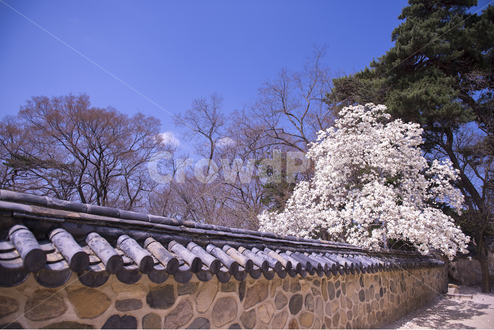 한국전통기와,담,목련,목련꽃,꽃,한국전통건축,기와,자연,풍경,nature,landscape,한국자연풍경,한국자연경관,korea nature landscape,한국전통,한국문화,korean traditional,korean culture,roof,지붕