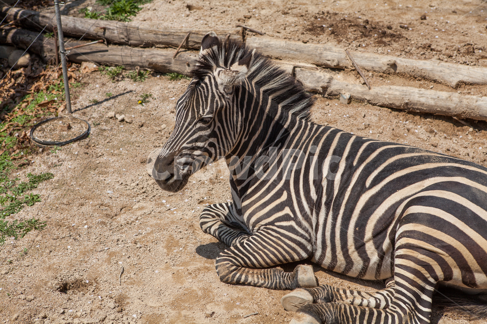 horse,앉다,mammal,포유류,animal,동물,얼룩말,zebra,야생생물,wildlife,동물,animal,포유류,mammal
