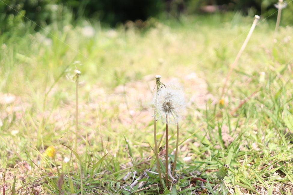 plant,식물,민들레,풀,야생화