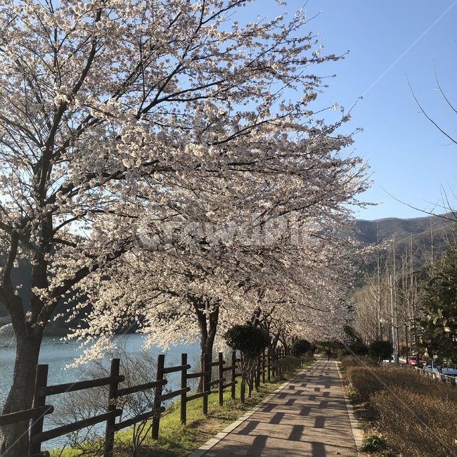 벚꽃,벚나무,산책,봄날씨,봄,봄,계절,spring,season,자연,풍경,nature,landscape,plant,식물,path,통로