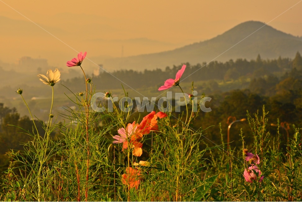 전남,함평,밀재,밀재일출,여명,아침,코스모스,코스모스꽃,해돋이,blossom,flower,꽃,flare,플레어,light,빛,nature,자연,weather,날씨,outdoors,옥외,plant,식물,식물,자연,plants,nature,꽃,flower