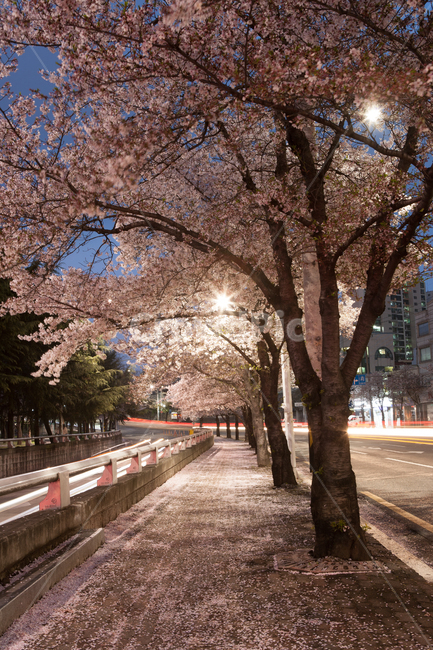 경대,서문,벚꽃,야경,nightshot,nightview,경북대학교,대구,북구,서문네거리,벚꽃야경,신천동로,신천,동로,궤적,차량궤적