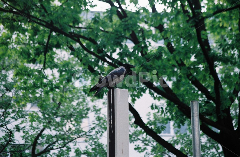 유럽,필름,풍경,동물,새,동물,animal,조류,새,birds