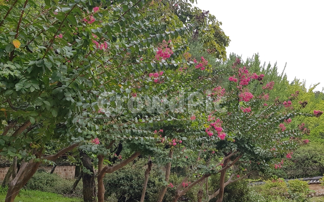 옥외,garden,정원,꽃,나무,outdoors