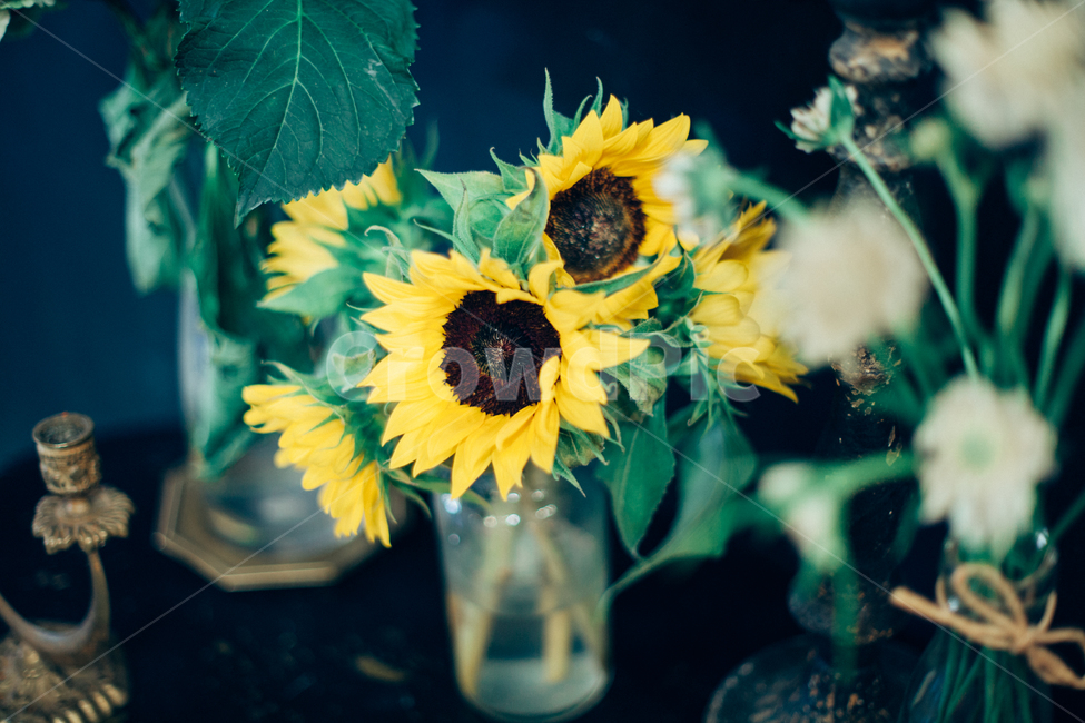 해바라기,인테리어,소품,생화,꽃,실내장식,식물,자연,plants,nature,꽃,flower