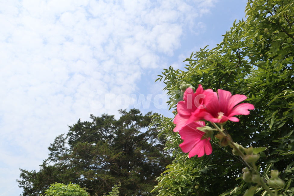 꽃,길거리꽃,분홍색꽃,분홍꽃,봄,식물,자연,plants,nature,꽃,flower