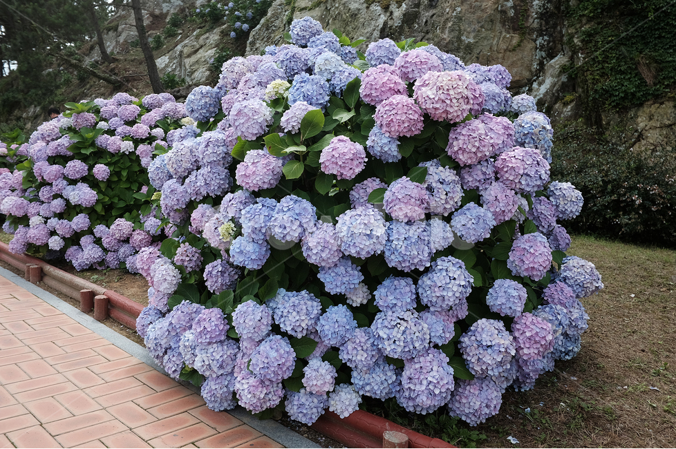 수국,거제도수국,연보라수국,저구항,저구항수국,거제도저구항,거제도저구항수국,식물,자연,plants,nature,꽃,flower