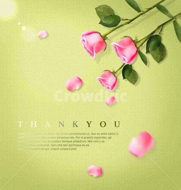 장미,꽃,꽃잎,표지,전단지,브로슈어,카달로그,꽃,flower,기념일,축하,anniversary,congratulation,celebrate,celebration,그래픽,일러스트레이션,graphic,illustration