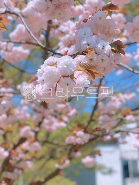 cherry blossom tree,spring flowers,Double cherry blossoms,cherry,Cherry Blossom,spring cherry blossoms