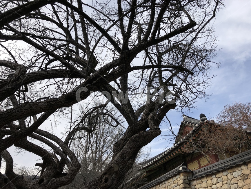 plant,식물,tree,나무,treetrunk,나무줄기,겨울,winter