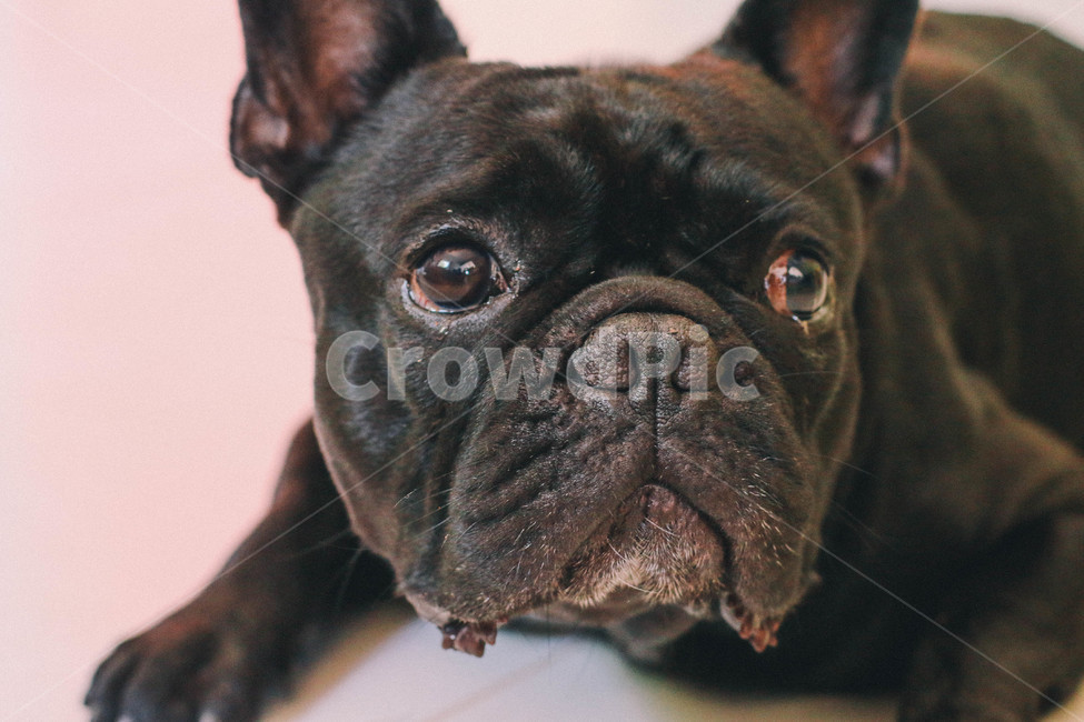 불독,프렌치불독,강아지,검정강아지,bulldog,frenchbulldog,애완견,blackdog,poppy,검은강아지,애완동물,개,pet,동물,프랑스불독,동물,animal,포유류,mammal,개,강아지,dog,doggy