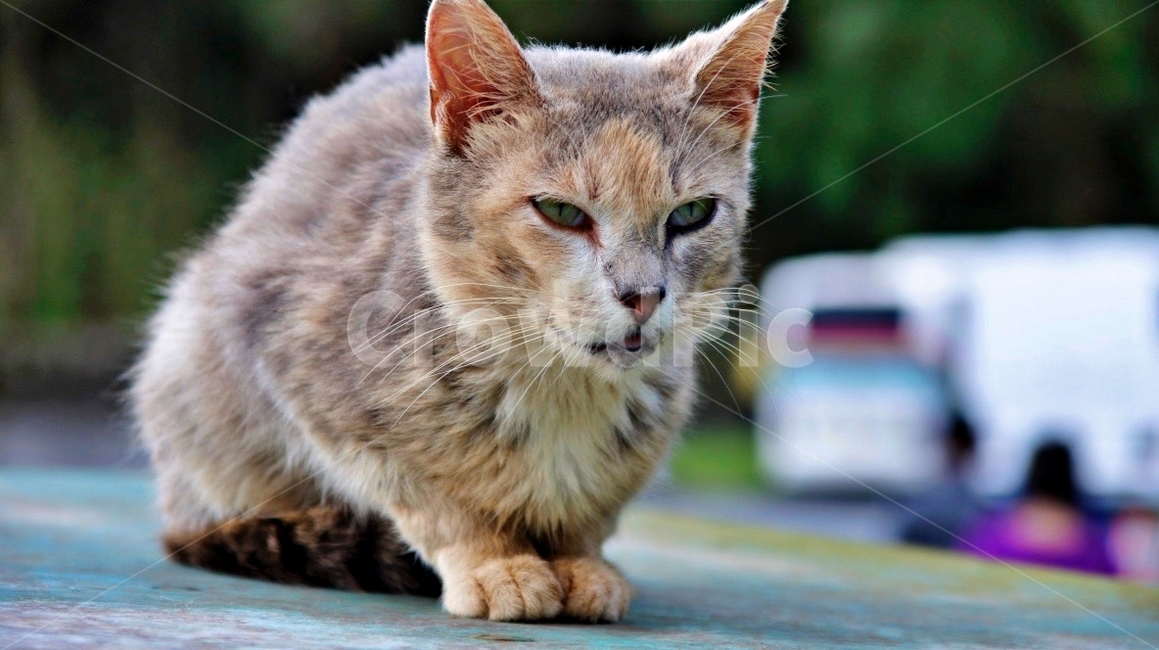 고양이,동물,animal,cat,pet,동물,animal,포유류,mammal,고양이,cat,kitten,kitty
