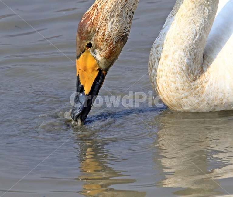 고니,새,백조,bird,동물,동물,animal,조류,새,birds