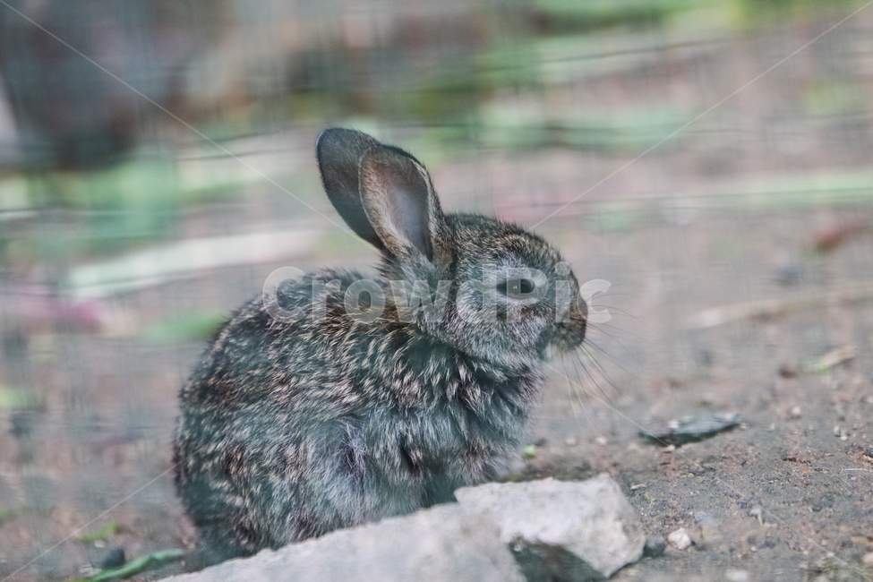 토끼,동물,철조망,동물농장,rabbit