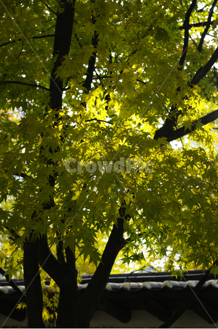 전통,기와지붕,담장,가을,단풍,나무,식물,plant,자연,nature,식물,자연,plants,nature,나무,trees,wood
