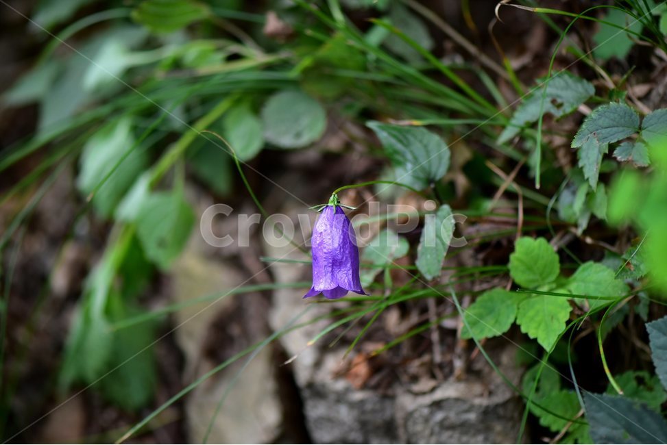 금강초롱꽃,야생화,식물,자연,꽃,생태,힐링,플라워,wildflower,flower,plants,nature,season,감성,느낌,emotion,feeling,여름,여러해살이풀,초롱꽃과,금강초록꽃속,자주색,식물,자연,plants,nature,꽃,flower