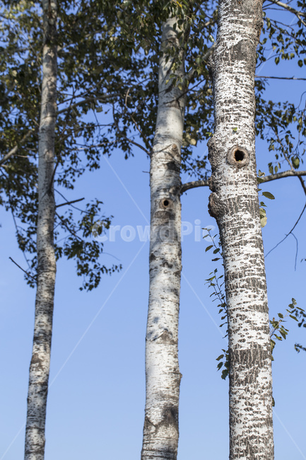 나무,자작나무,나뭇잎,식물,자연,식물,자연,plants,nature,나무,trees,wood