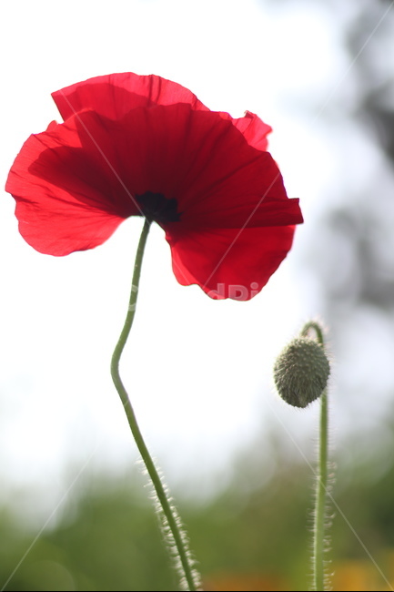 양귀비,빛,화려함,강렬함,고귀함,식물,자연,plants,nature,꽃,flower
