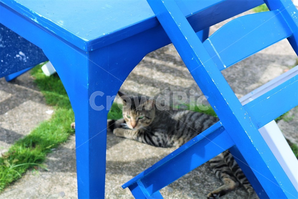 cat,고양이,테이블,의자,휴식,동물,animal,포유류,mammal,고양이,cat,kitten,kitty