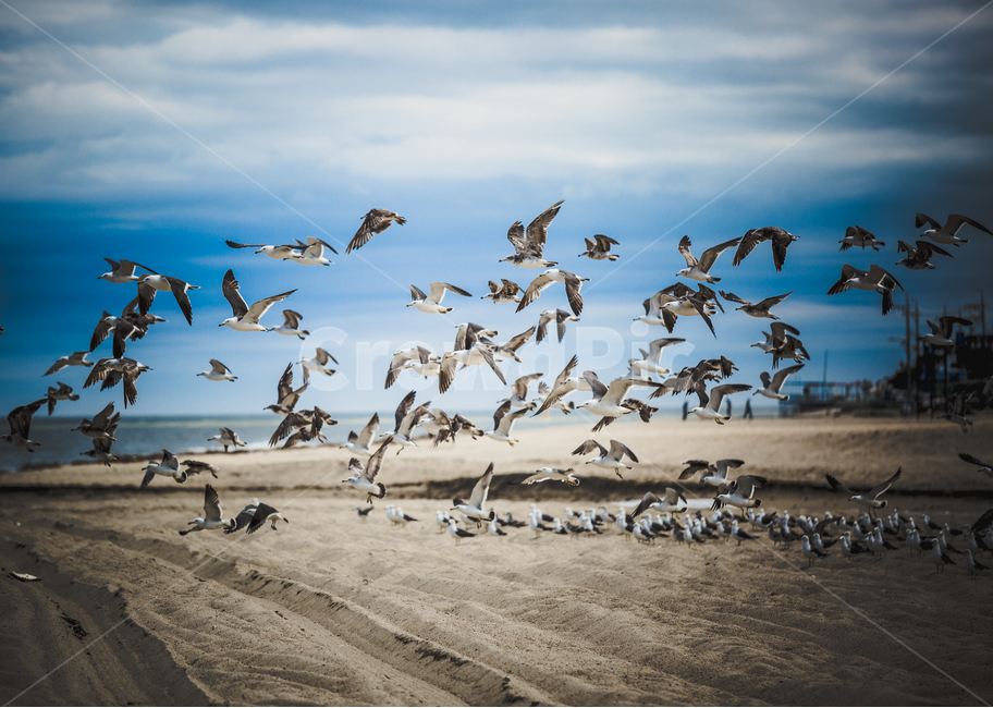갈매기,바다,울진,해변,새,조류,자연,자연,풍경,nature,landscape,동물,animal,조류,새,birds,flock,대군,bird