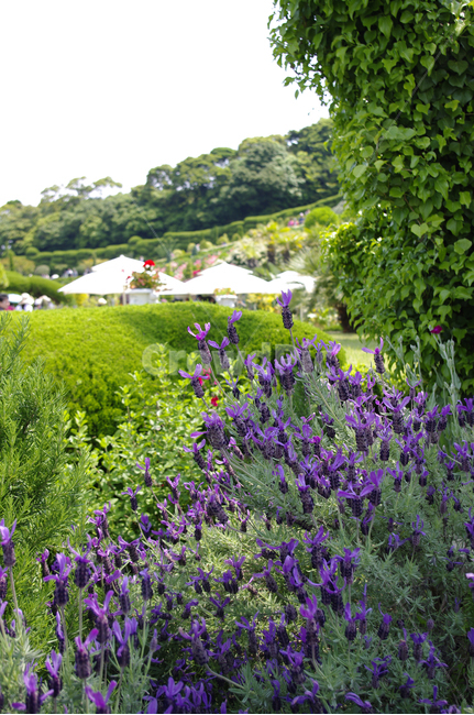 라벤다,꽃,flower,식물,plant,식물,자연,plants,nature,꽃,flower