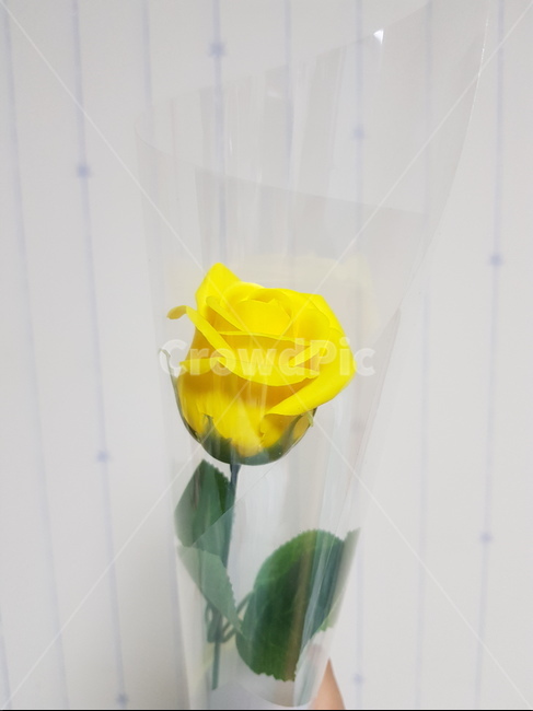 꽃,장미,장미꽃,노란꽃,노란장미,flower,yellow