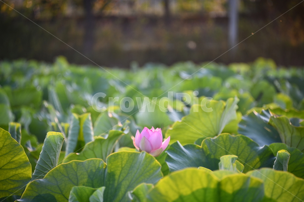 꽃,접사,연꽃밭,식물,plants,nature,flower,분홍색,핑크색,연잎,연꽃