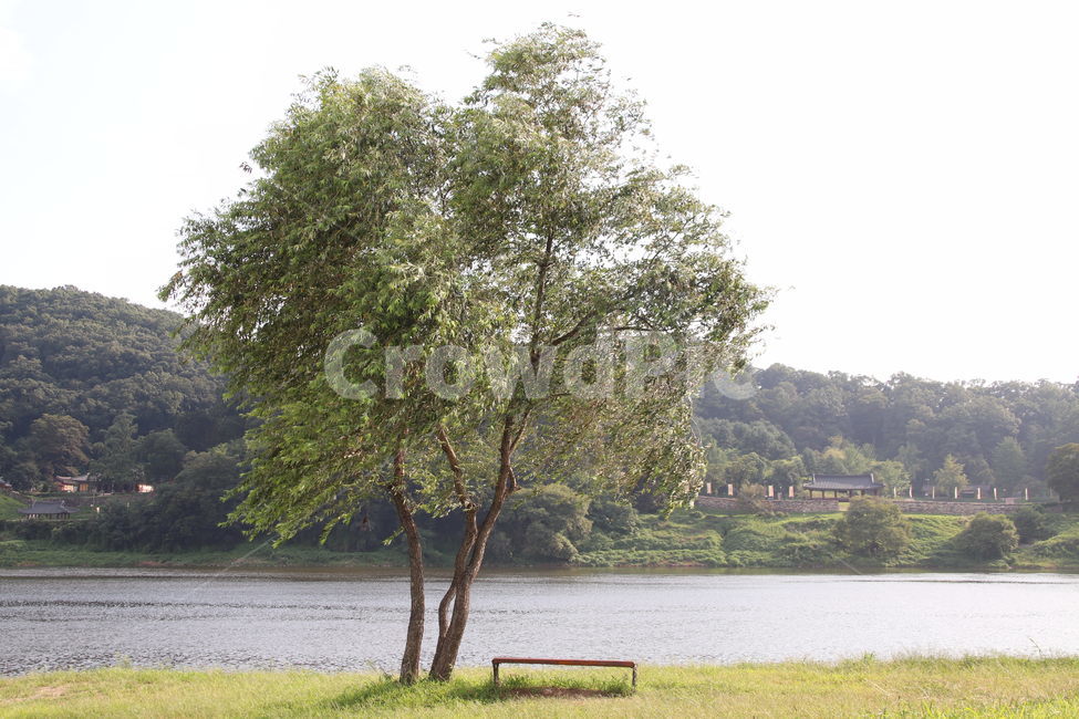 tree,나무,plant,식물,treetrunk,나무줄기,자연,풍경,nature,landscape,식물,plants,나무,trees,wood
