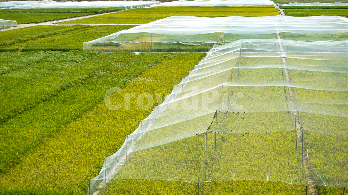 논,들,들녁,벼,농사,그물망,참새,조류,새떼,산업,industry,industrial,농업,농사,agriculture,farming,farming industry