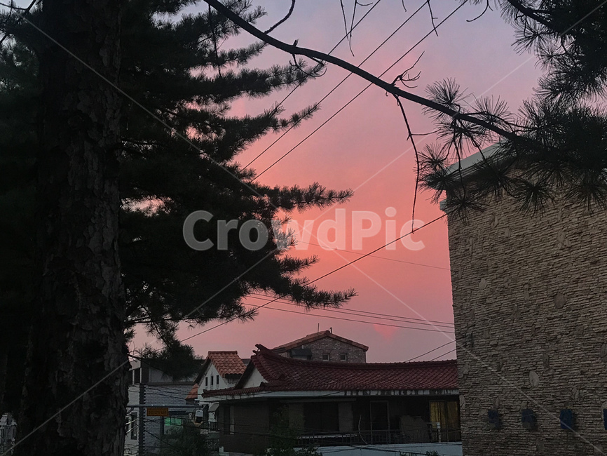 일몰,sunset,감성,노을,석양,하늘,빨간,붉은,해질녘,색감,핑크,소나무,분홍,분홍하늘