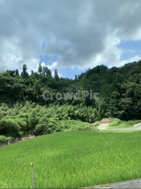 잔디,plant,시골,논,들,풀,자연,풍경,nature,landscape