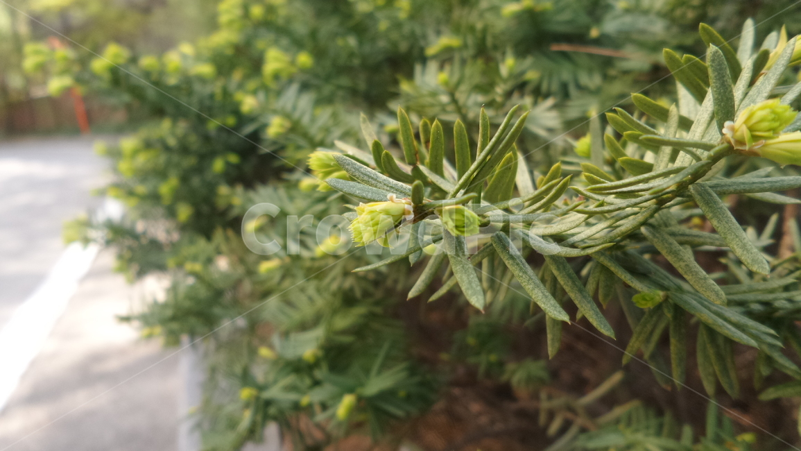나무,자연,나뭇잎,봄,초록,식물,자연,plants,nature