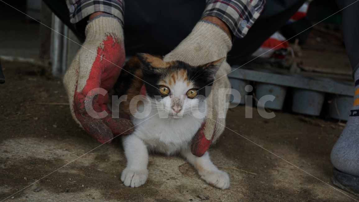고양이,야옹,동물,시골고양이,아기고양이,새끼고양이,시골,할아버지,동물,animal,포유류,mammal,고양이,cat,kitten,kitty,사람,인물,인간,human,person